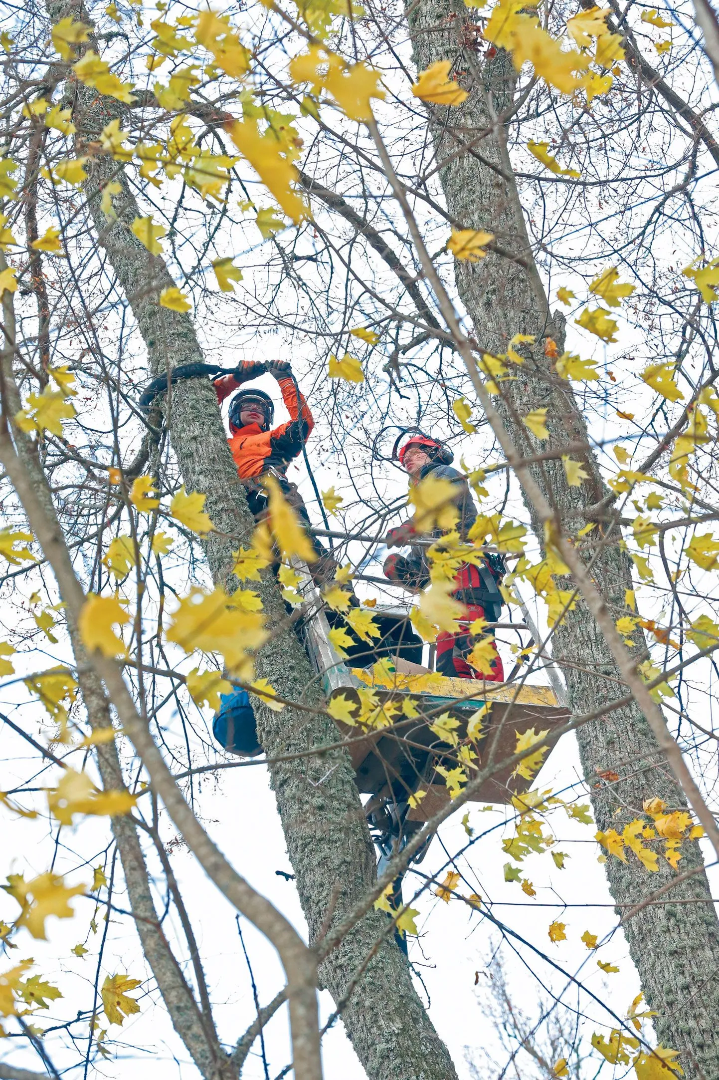 SKM Haljastuse OÜ arboristid Oliver Haav (vasakul) ja Priit Oks panid eile Alatskivi lossi pargi peaalleel ligi 18 meetri kõrgusel ühe pärna harudele kõigepealt laia koormarihma meenutava kaitsme ja sidusid siis harud omavahel musta plastköiega kinni. Harude toestamiseks ehk sidumiseks kasutatav spetsiaalne varustus laseb suurtel okstel tuules liikuda.