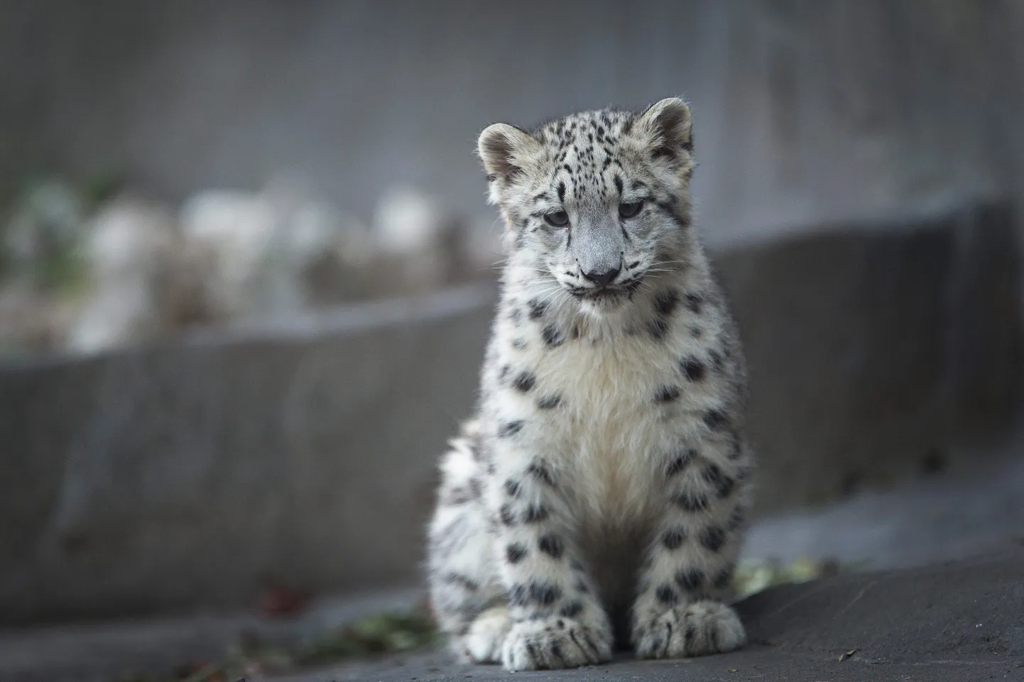 Pisike lumeleopard Illinoisi osariigis Brookfieldi loomaaias.
