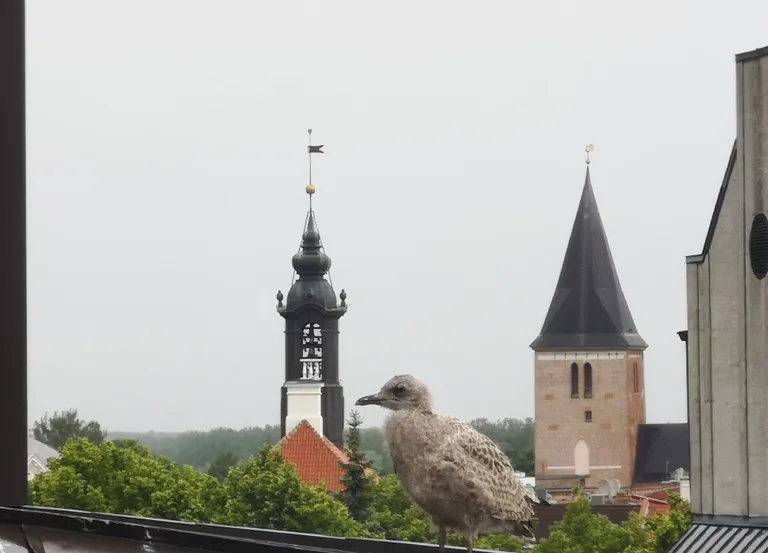 Hõbekajakapoeg 14. juunil.