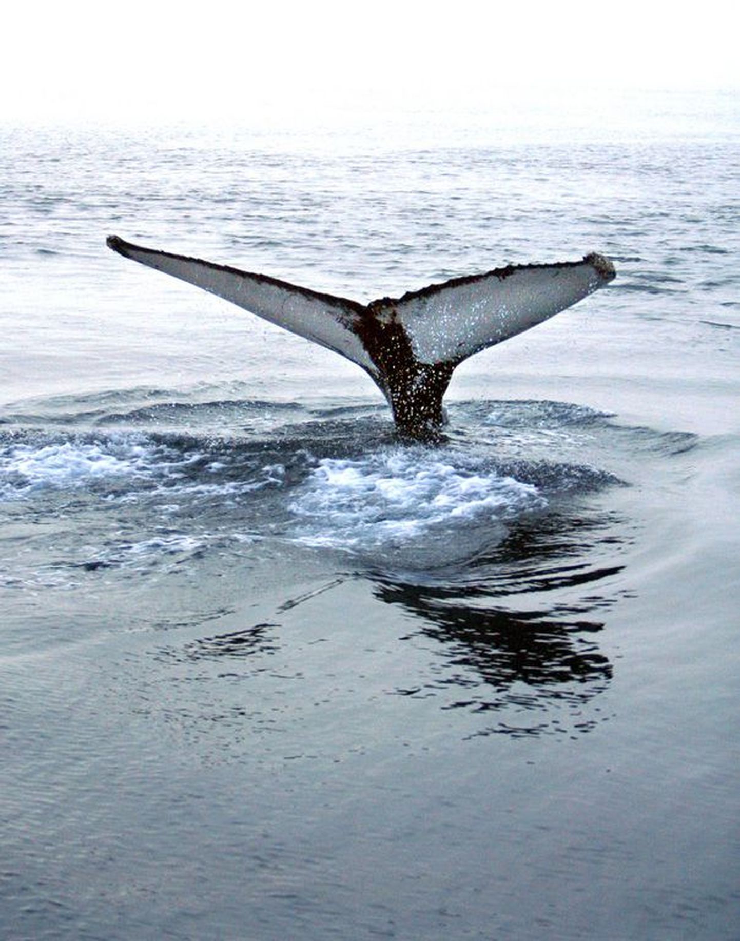 Зимуют ли киты в полыньях, или где-то в другом месте?