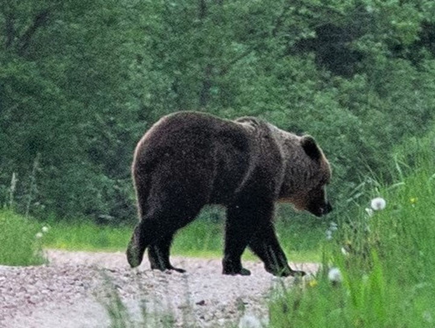 Eesti metsades elab ligi tuhat karu ning küttimisliimit on sel aastal 96 looma.