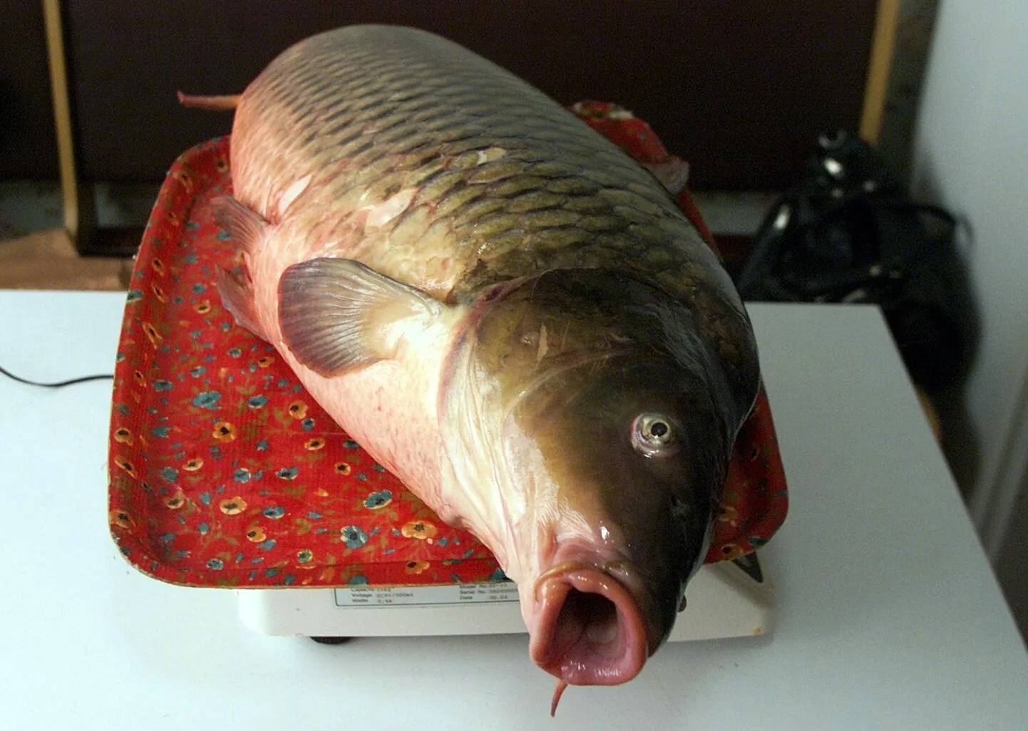 Karpkala.