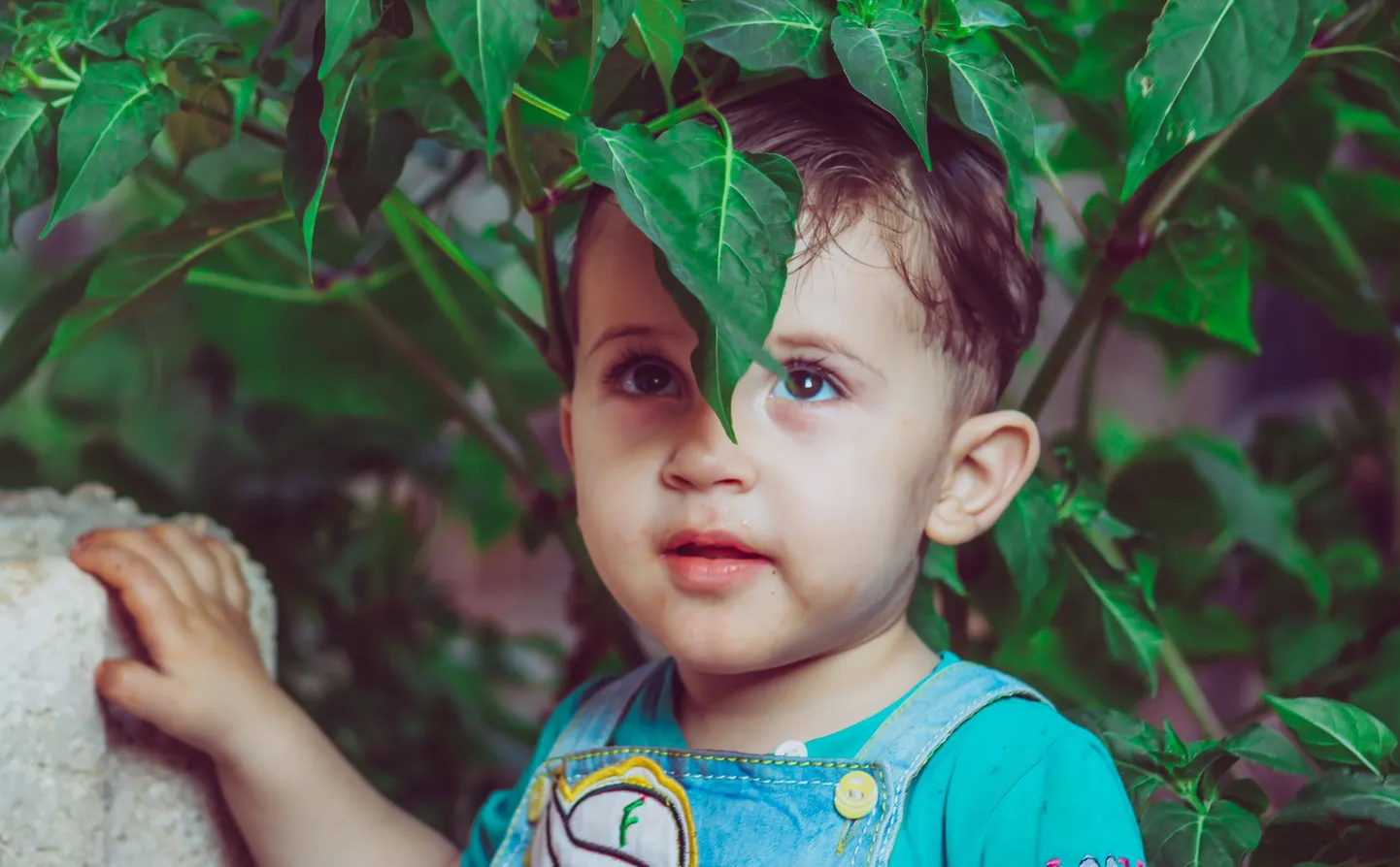 Raksta foto