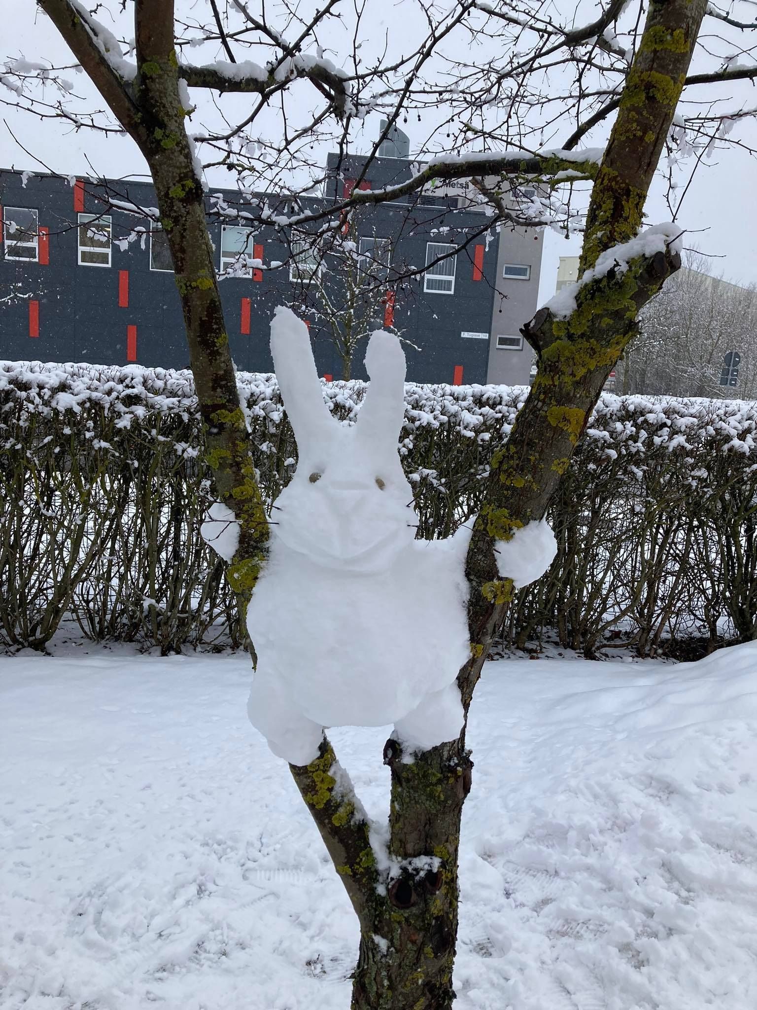 Tartu lasteaed Tähtvere juures märgati puu otsas lumejänest.