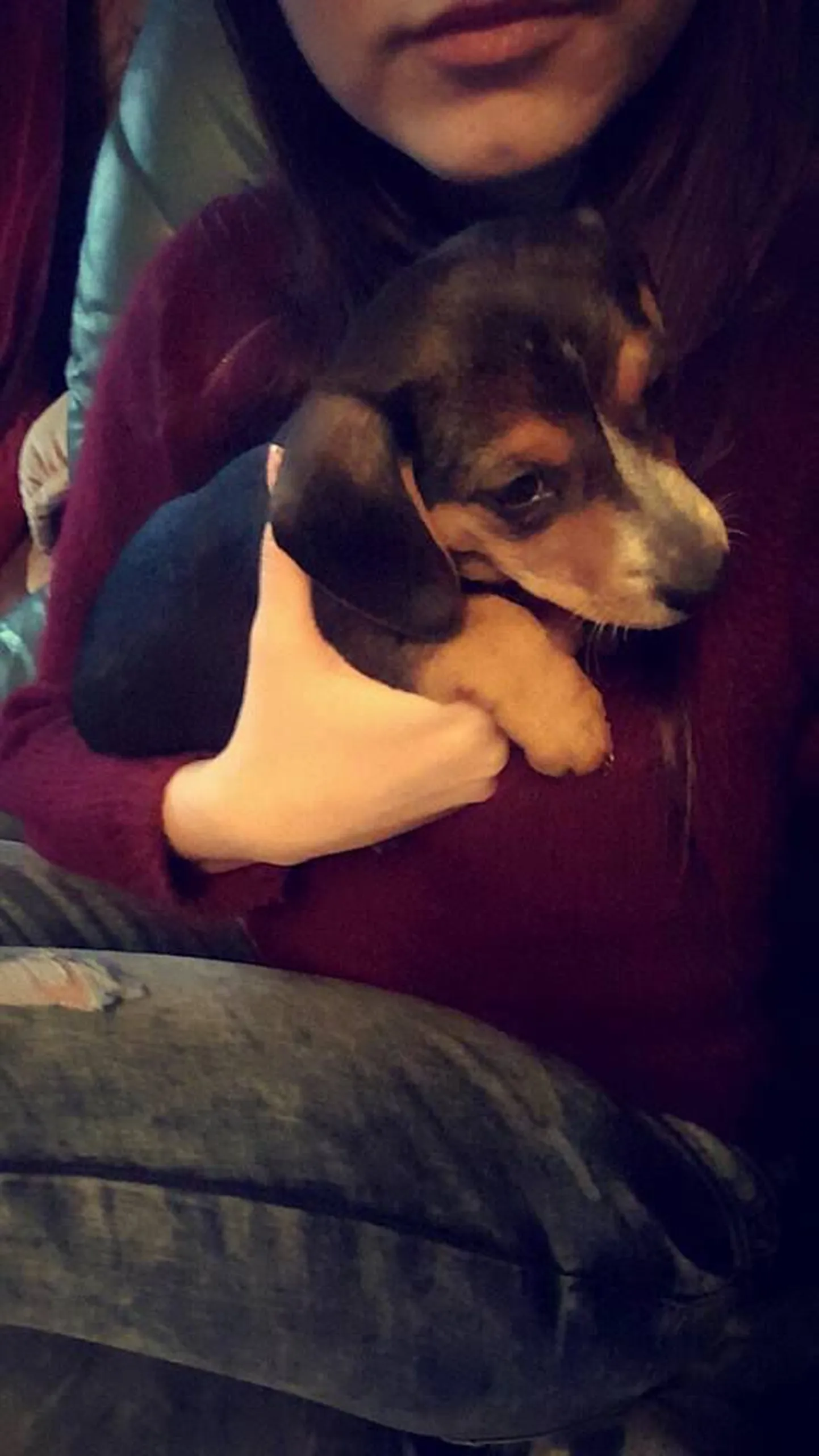 Pipa