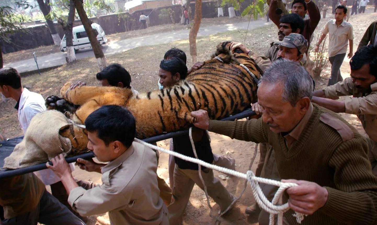 India ametnikud kandmas Guwahati loomaaias puurist rahva sekka lipsanud tiigrit.