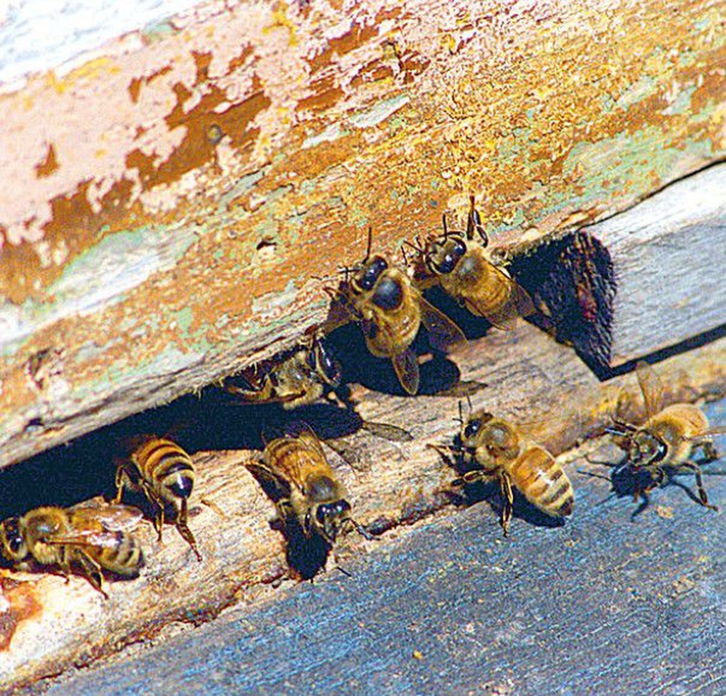 Mesilased.