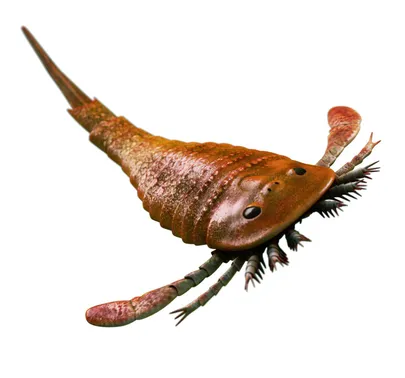 Meriskorpion.