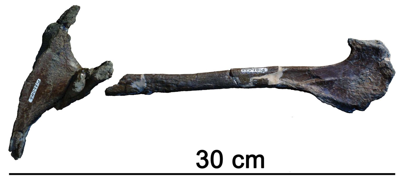 Austraaliast leitud türannosauruse jäänus