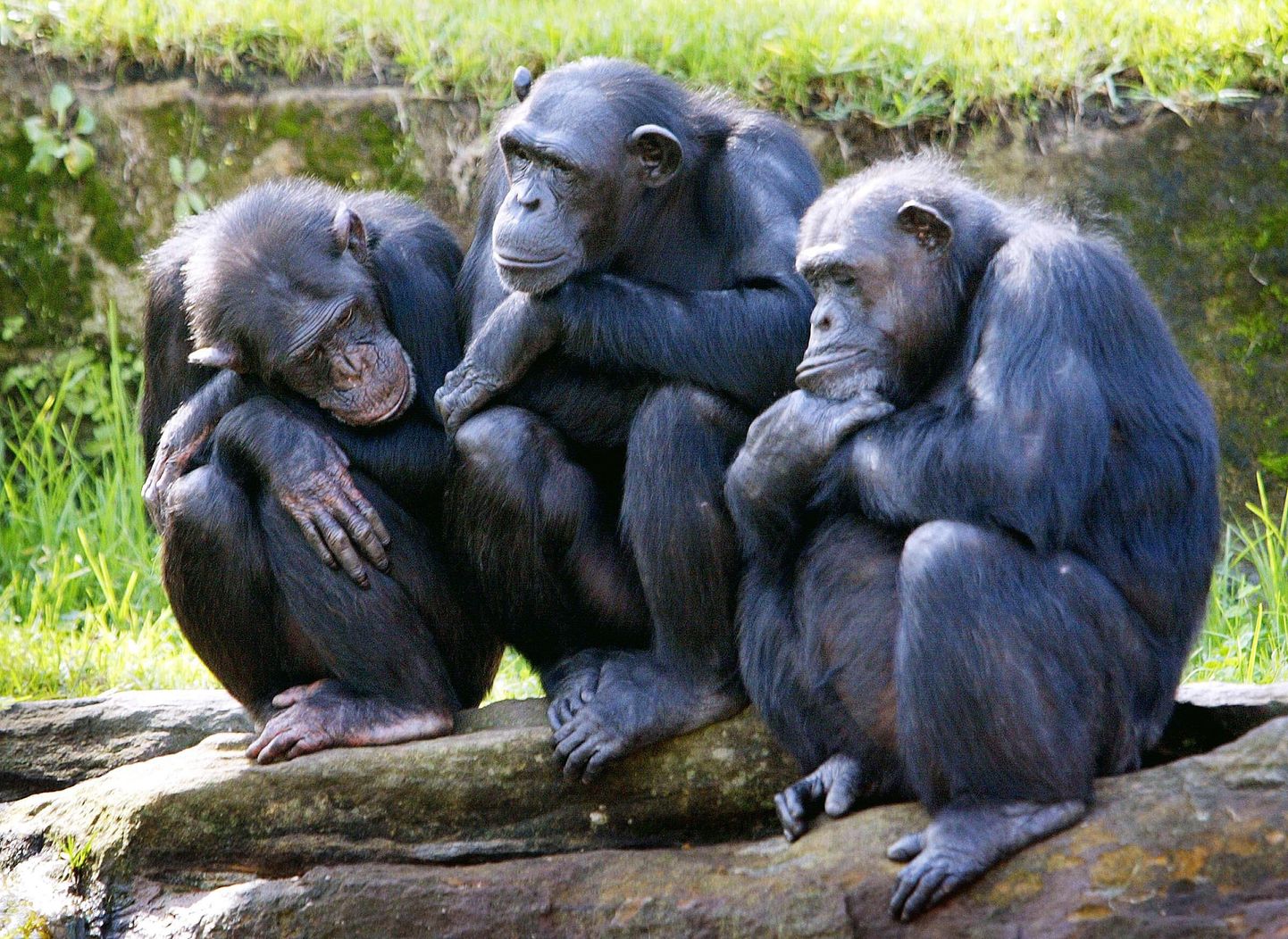 Šimpansid oskavad imiteerida haigutamist
