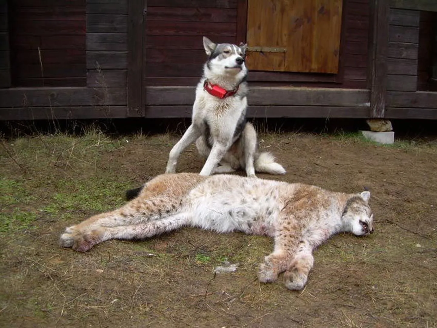 Ilves kaalus 27 kilo.