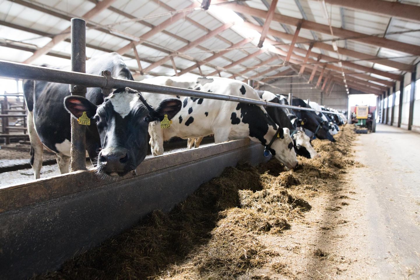 Ettevõtjad on välja pakkunud, et kõnealuse paketi laenude abil võiks soodustada raskustesse sattunud piimakarjade jätmist Eesti ettevõtete omandusse.