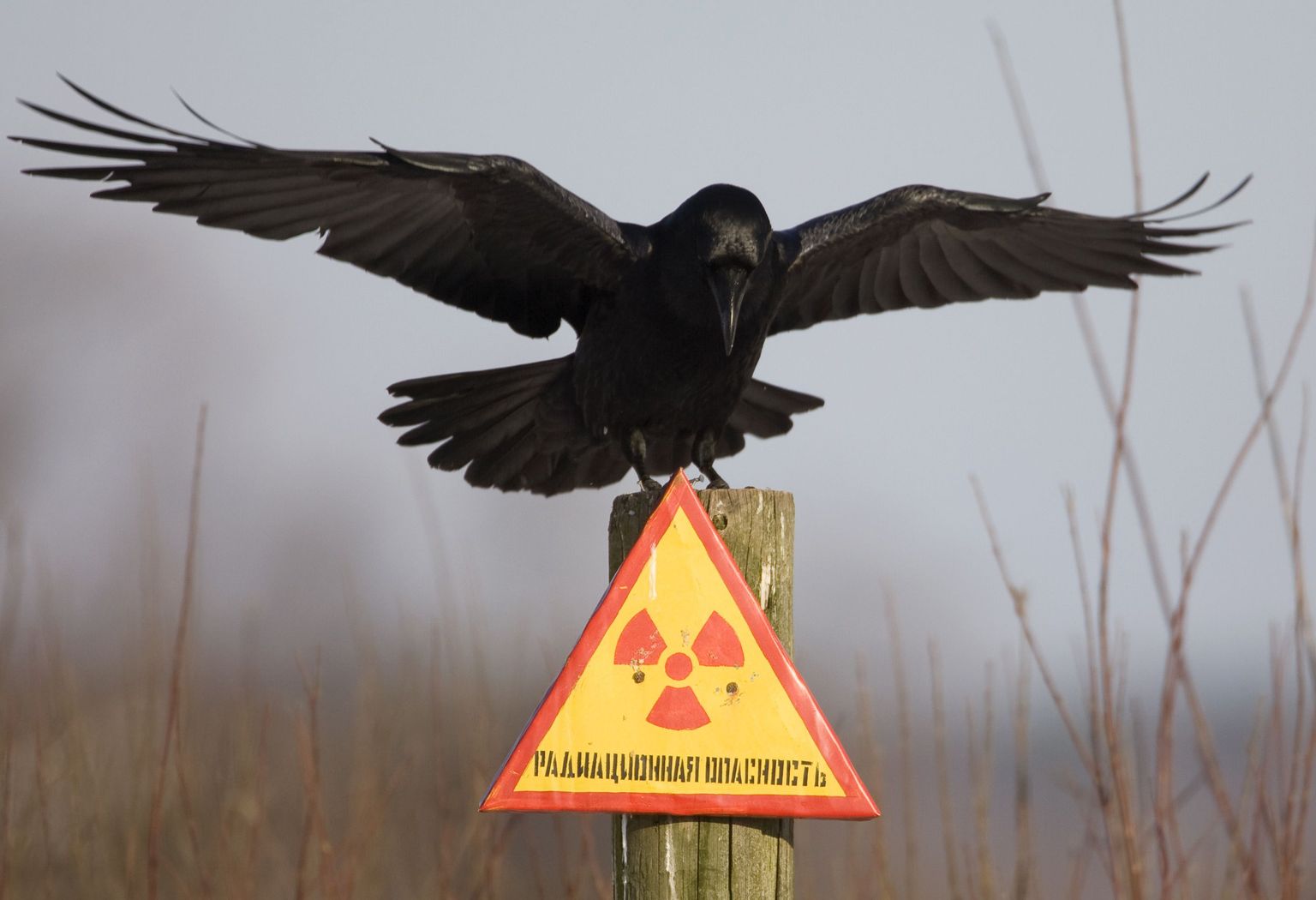 Предупреждающий о радиации знак. Иллюстративное фото.