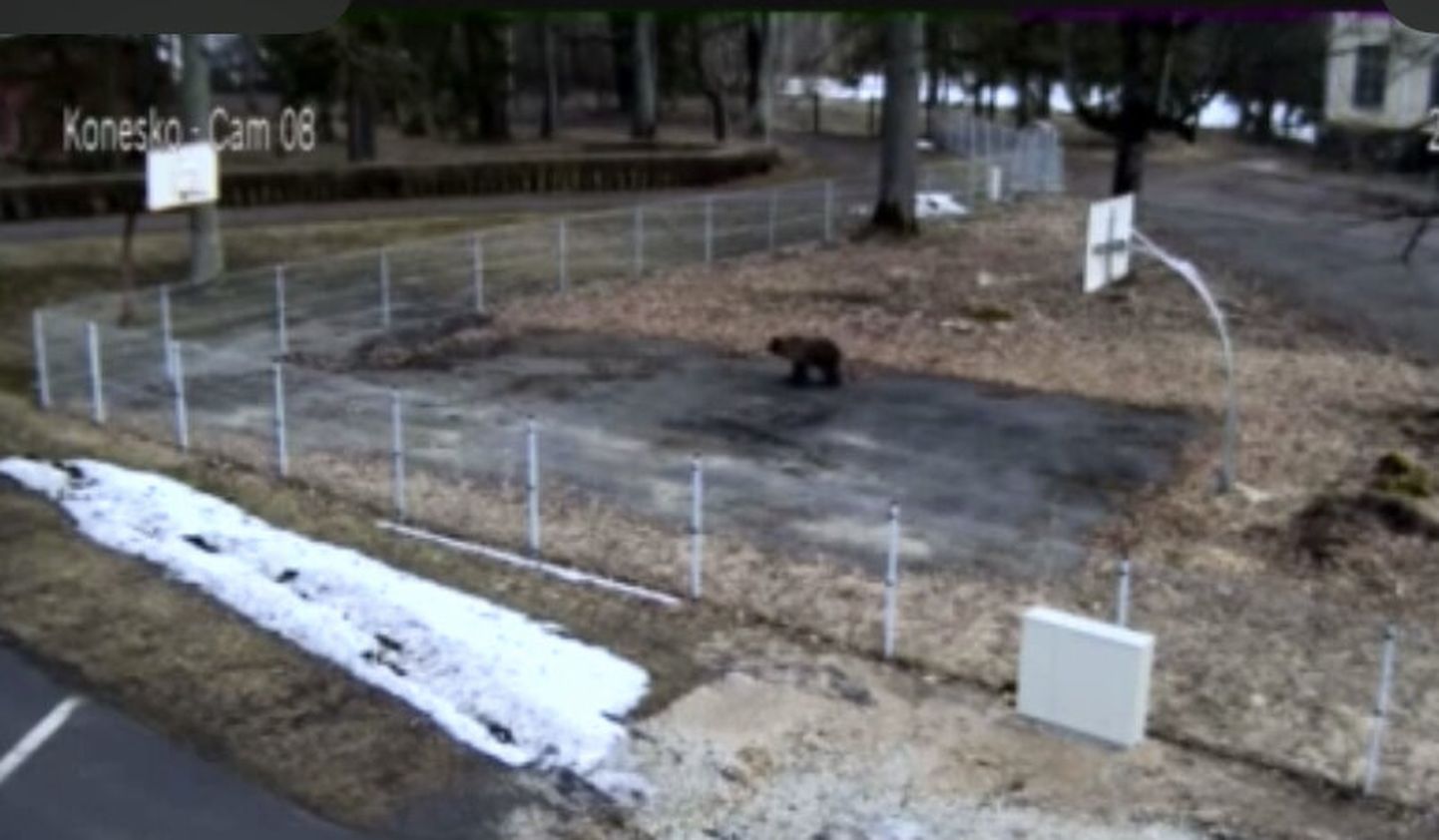 Karu käis pühapäeva hommikul Täri-Allikult vanal korvpalliplatsil.