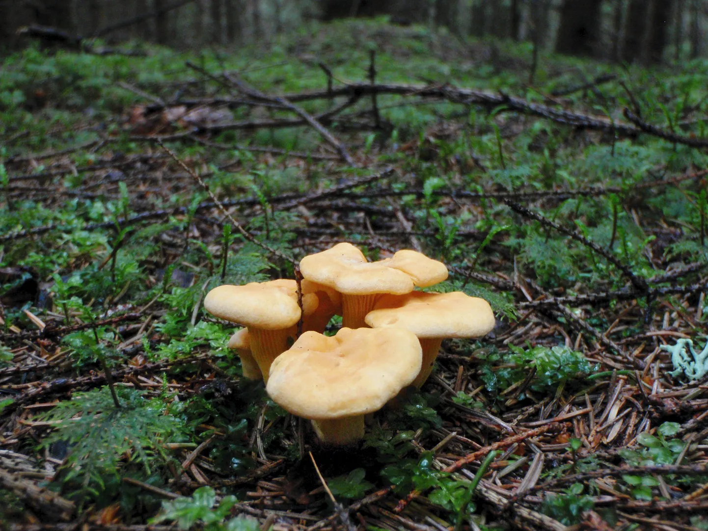Nädalavahetuse käik metsa andis saagiks peamiselt kukeseeni. Need tegelased pildil on jäädvustatud mõni aasta varem.
