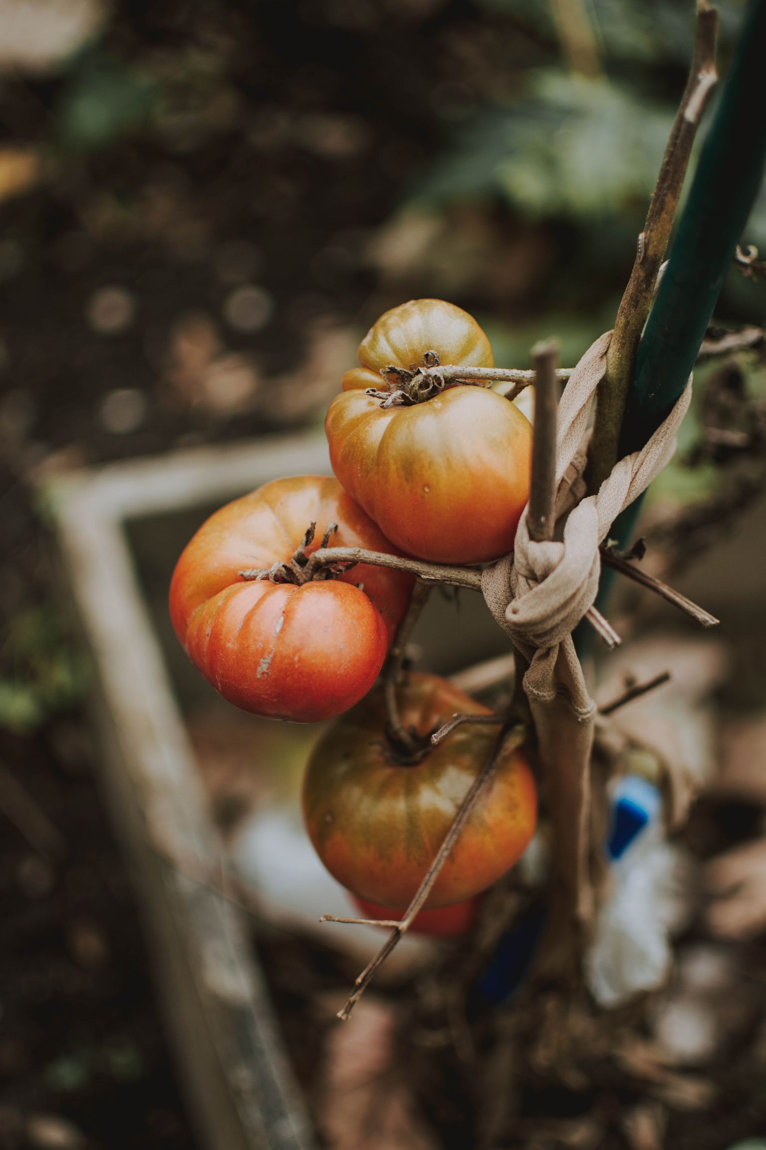 Rikkalikuks tomatisaagiks on oluline õhu- ja toitaineterikas kasvusubstraat.