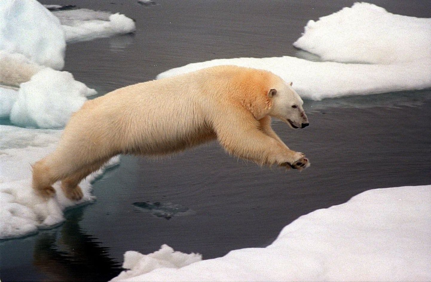 Сегодняшнее изменение климата угрожает хрупкой экосистеме арктического региона, и перспективы белых медведей, как и других видов, безрадостны. Профессор Волли Калм сегодня рассказывает об изменениях климата в прошлом в Музее истории UT.