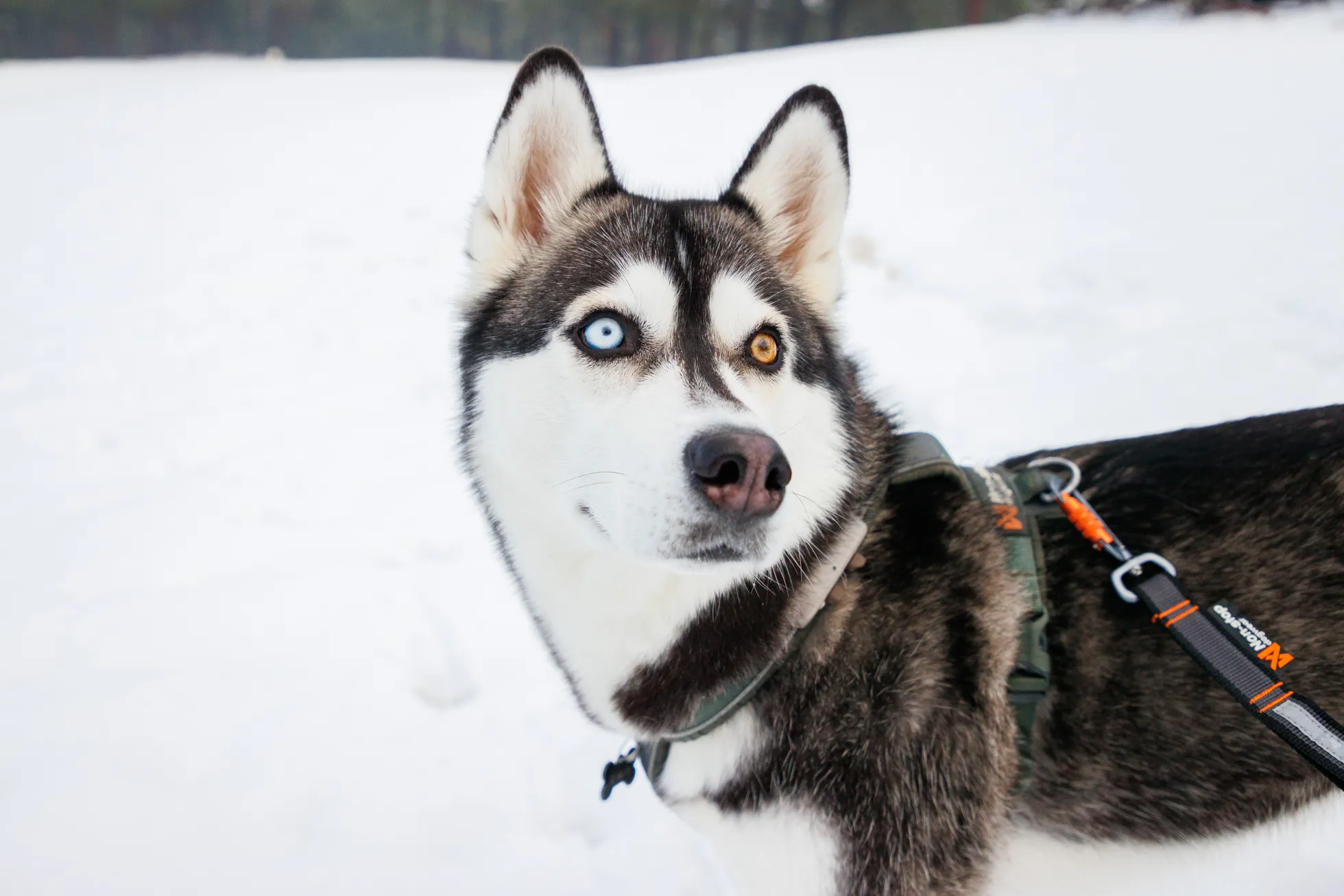 Kelly Sildaru Siberi haski tõugu koer Kira.