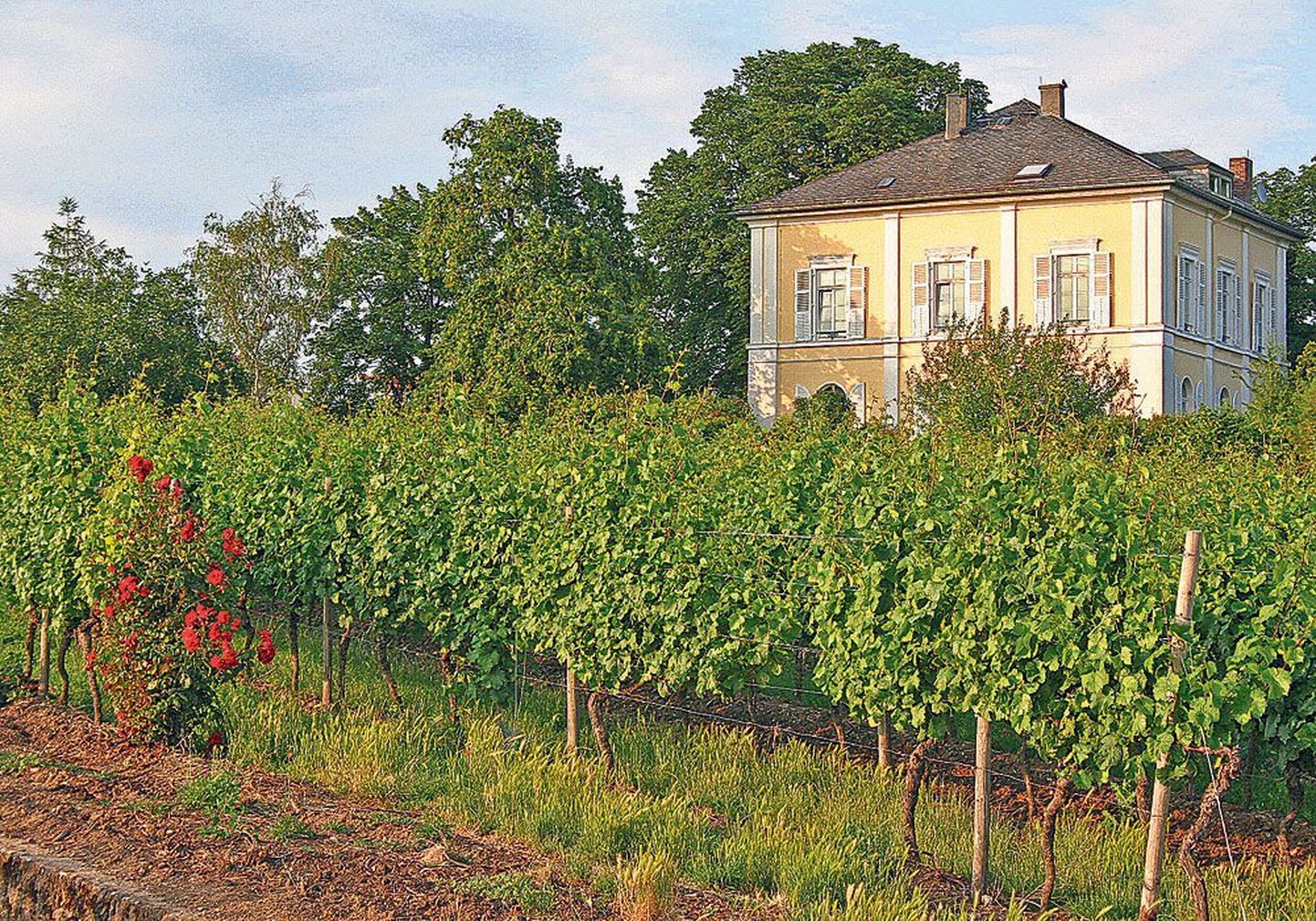 Viinapuude keskel: Saksa veiniinstituudi juht dr Michel elab siin juba seitsmendat põlve.