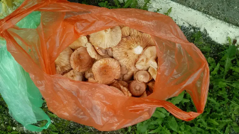 Artikli foto