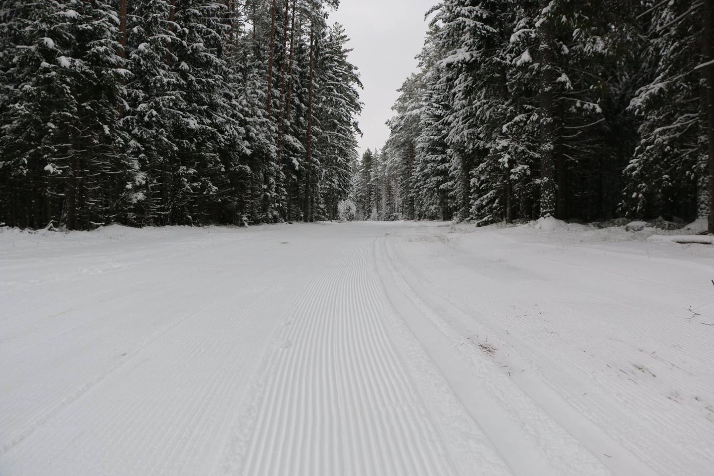 Tartu maratoni rada Paluveski piirkonnas pärast selle talve esimest pressimist. Näha on, et klassikajälje tegemiseks lund veel napib, kuid vabatehnikas on rada vanema suusaga juba sõidetav.