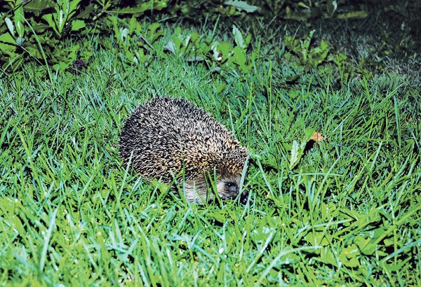 Siilid on kõige paremad puukide levitajad, nad ei saa puuke oma okaste vahelt kätte.