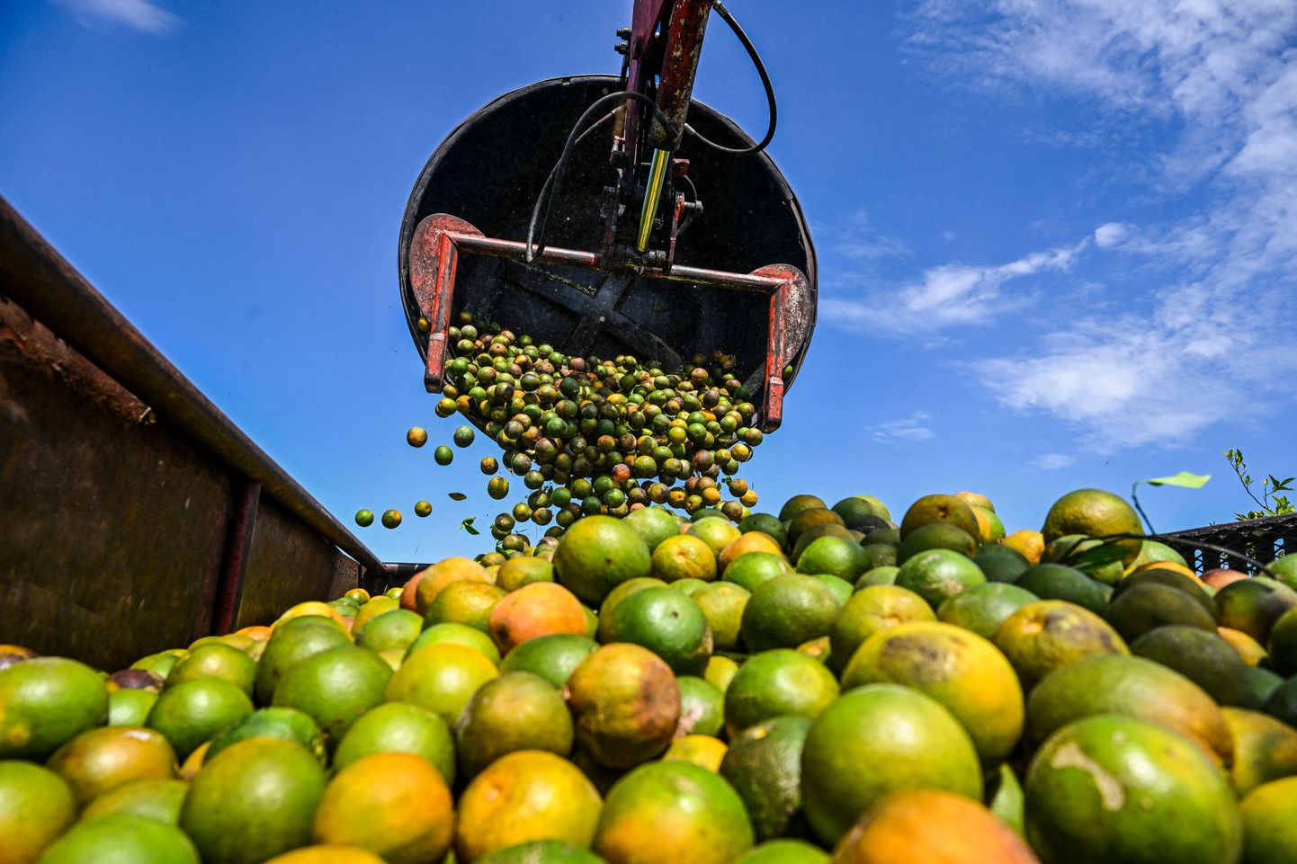 Apelsinide koristamine Floridas, mis on Brasiilia järel maailma suuruselt teine apelsinimahla tootja.