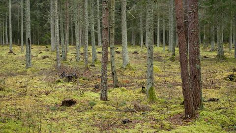 FOTO ⟩ «Vau, seal tuleks küll mingi rituaal läbi viia!» Metsas avanes lummav vaatepilt