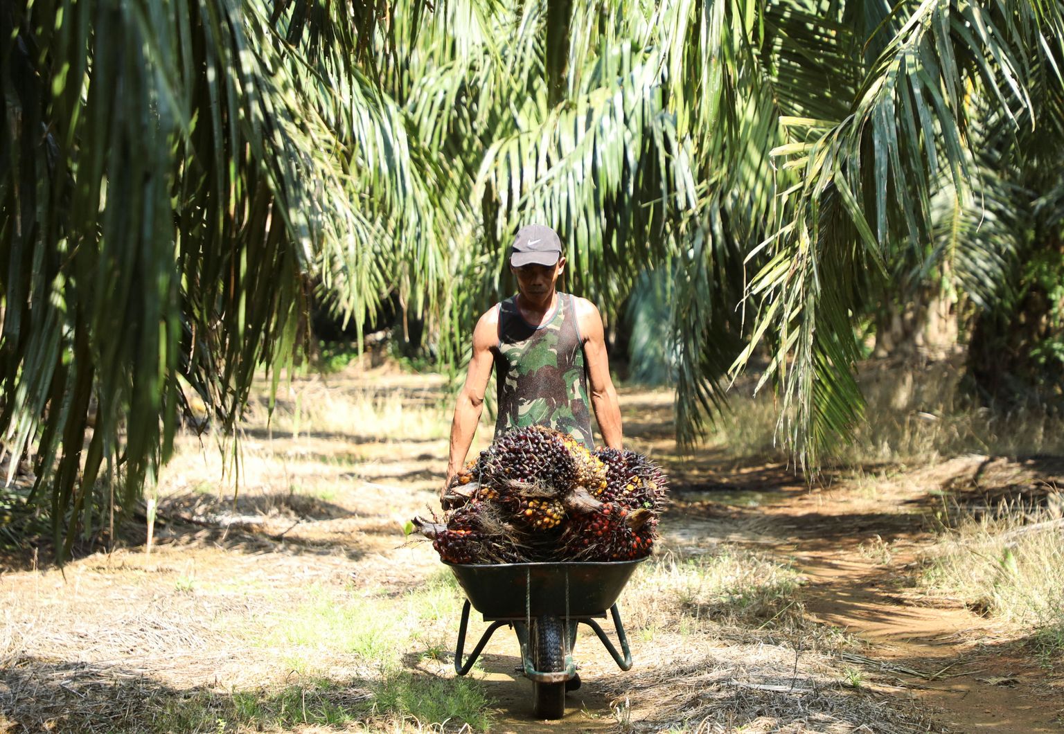 Tavaliselt kogutakse palmiistandustest saaki kaks korda kuus.