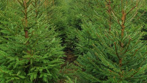 RMK: рождественскую елку в государственном лесу можно срубить самому
