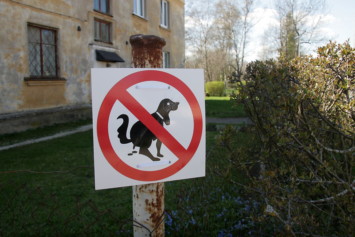 Raske on keelata koertel hoovides ja tänavatel oma häda tegemast, lihtsam on omanikel nende järelt koristada.