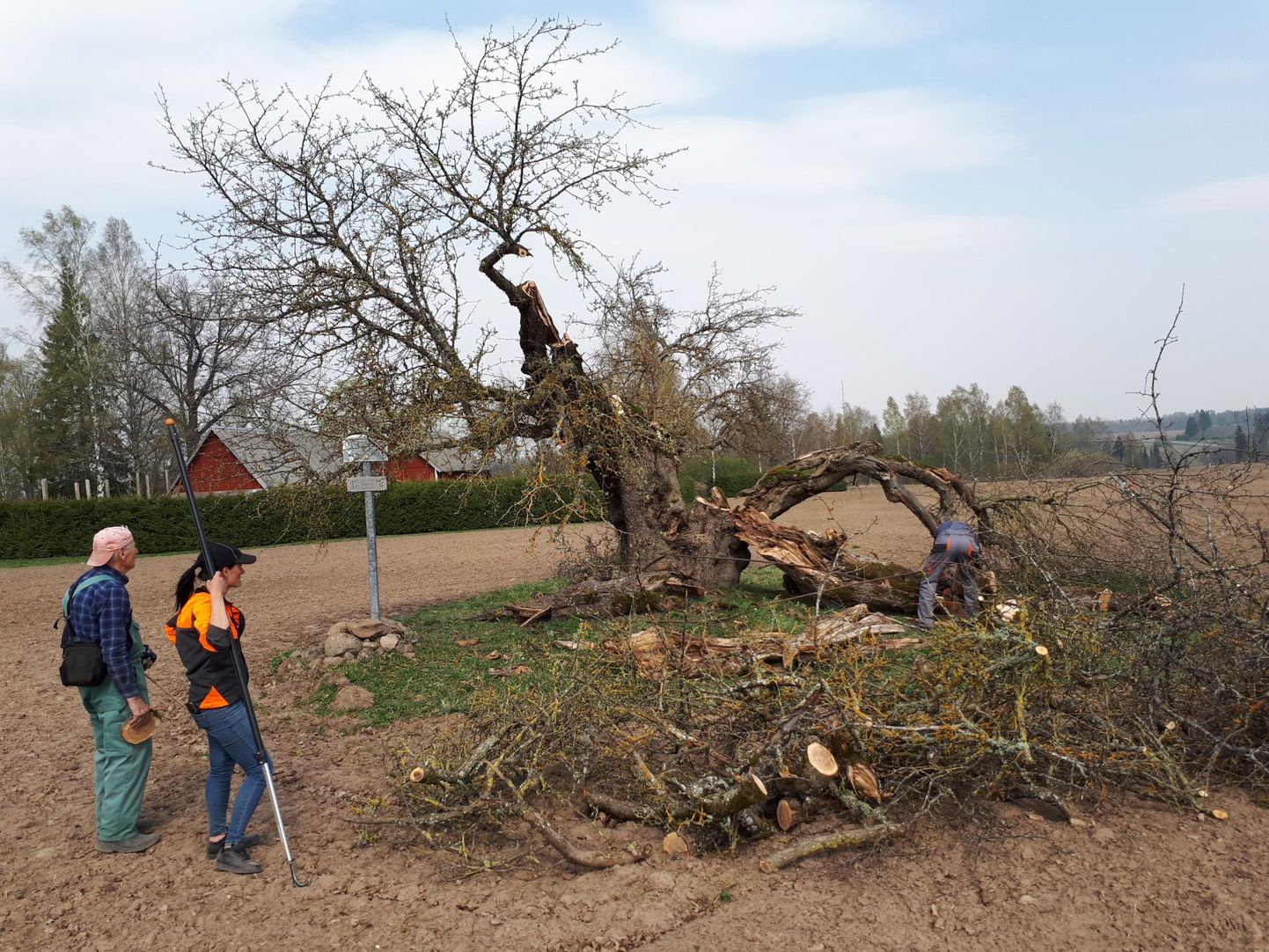 Spetsialistid käisid Oti õunapuul murdunud harusid ja oksi eemaldamas 25. aprillil. Sel nädalal võeti kavva lõikehaavade katmine õliga.