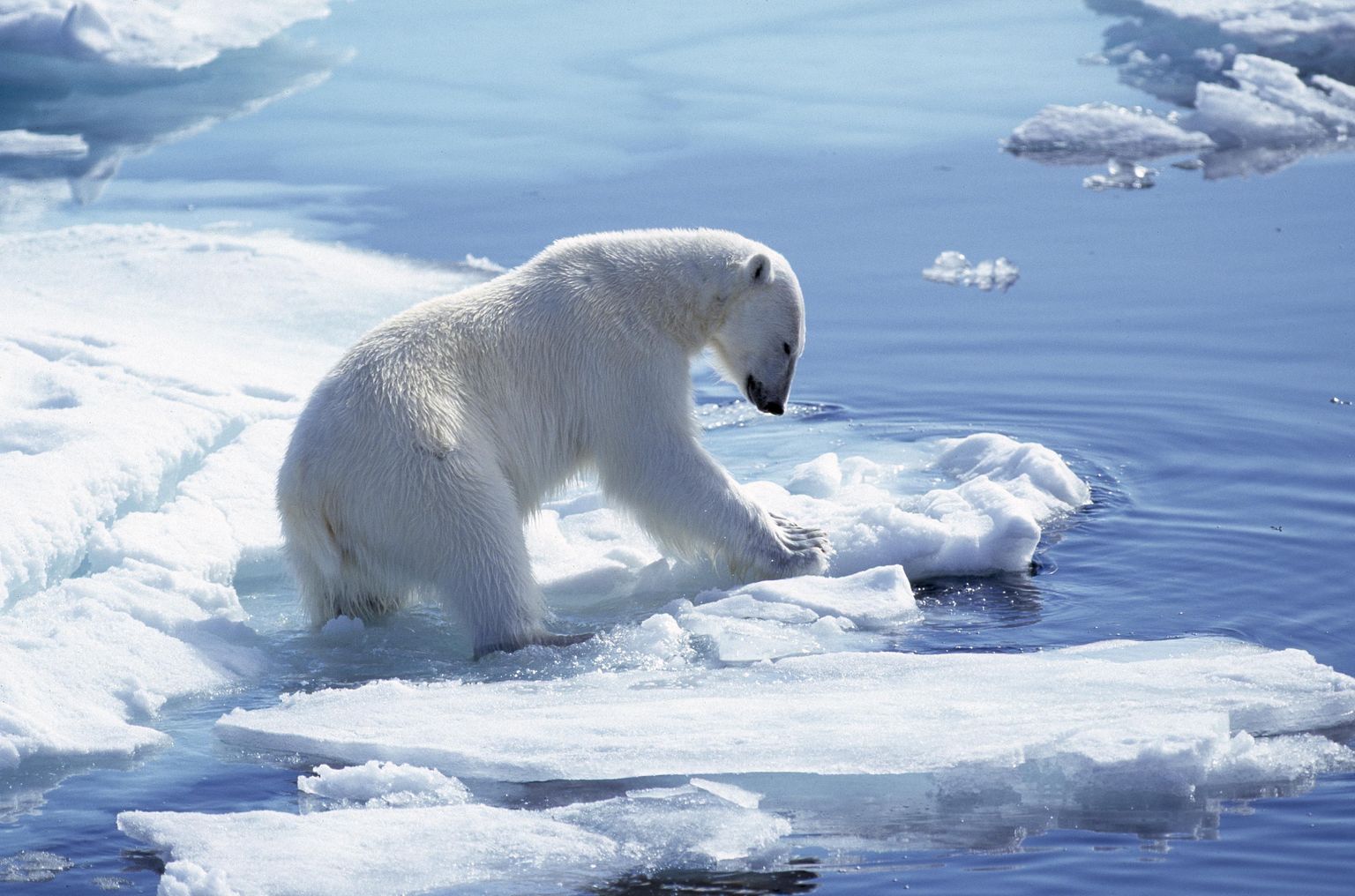 Jääkarude jaoks on jääpangad eluallikad
