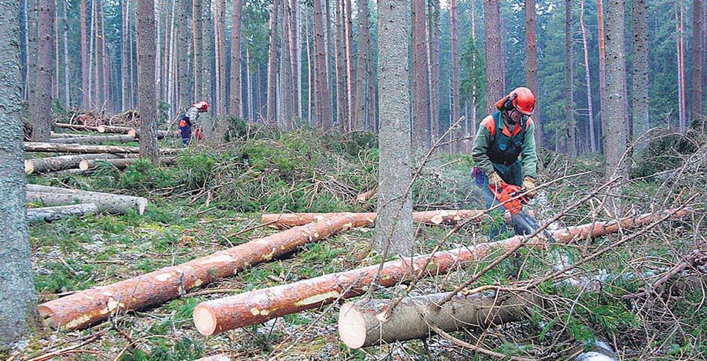 Tagamaks vajaliku kvalifikatsiooniga tööjõudu metsa- ja puidutööstusele, peavad metsatööstuses tegutsevad ettevõtted ja koolid enam koostööd tegema.
