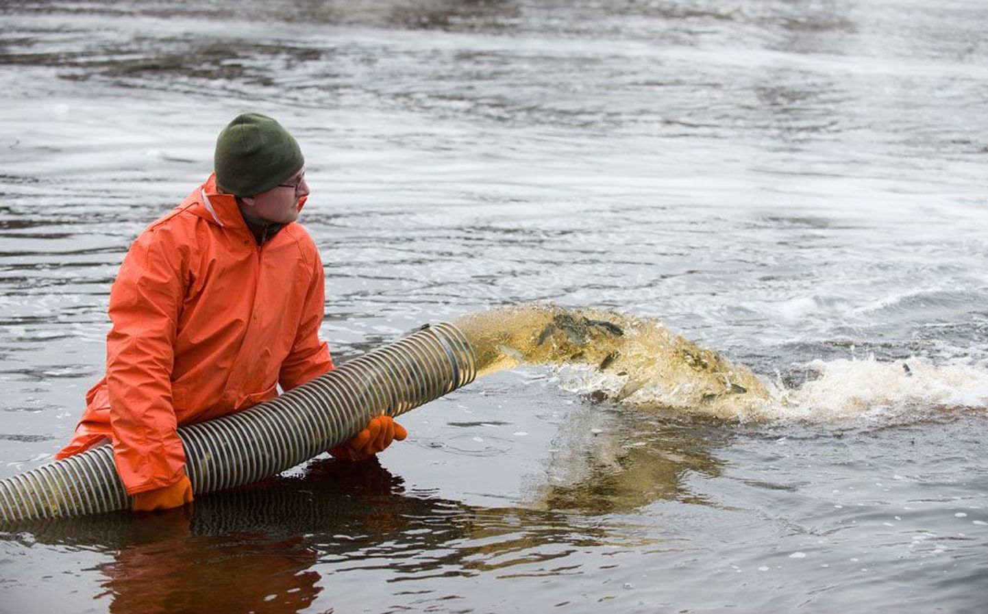 Põlula kalakasvatuse spetsialist Ivar Tallerman laseb noori lõhesid Jägala jõkke.