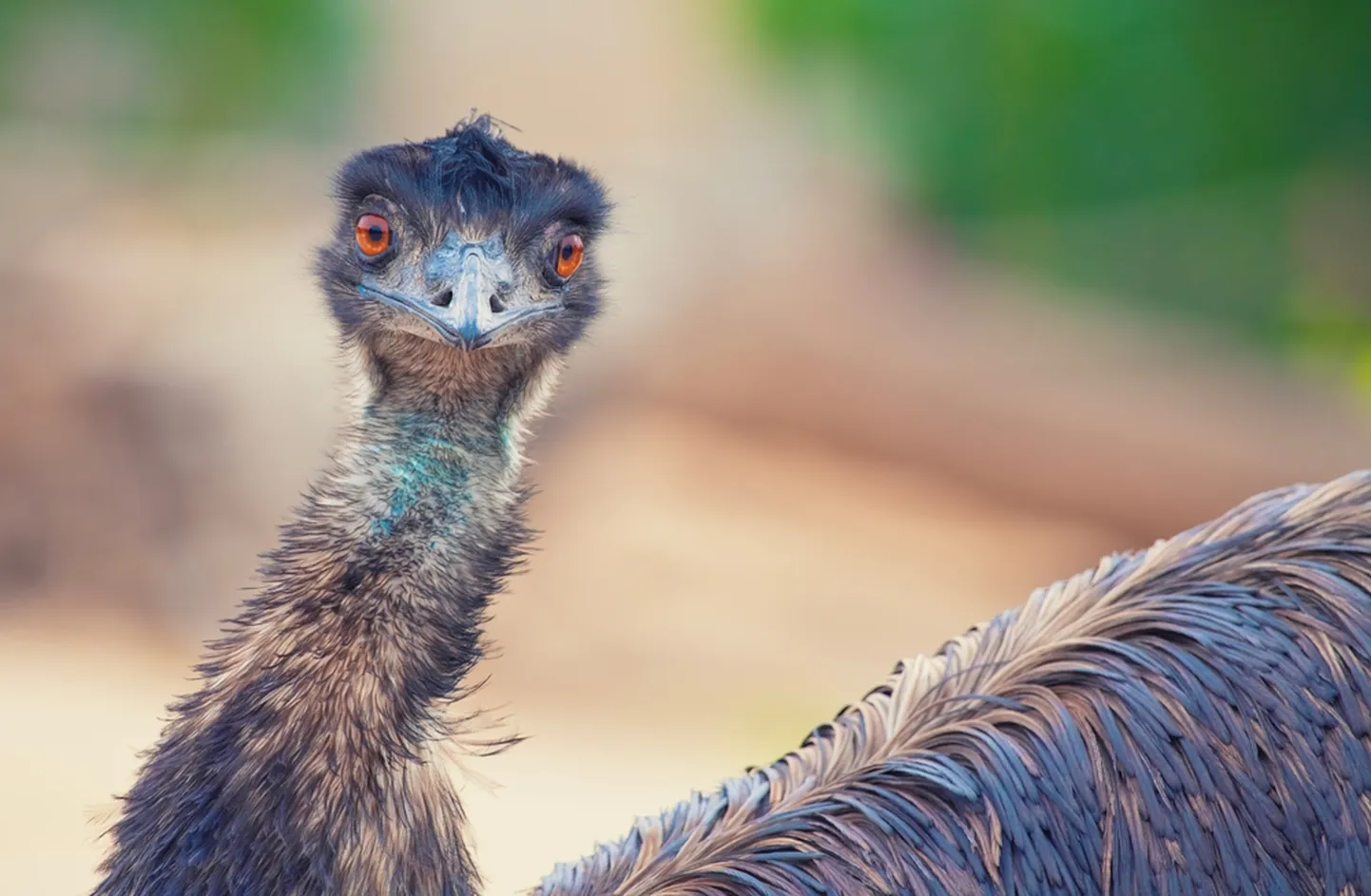 Emu ja tema sõber veedavad koos palju aega.