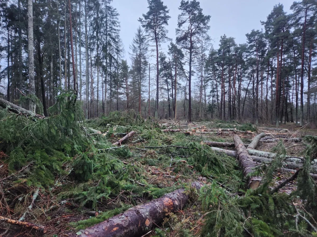 Seda piirkonda kattis korralik mets.