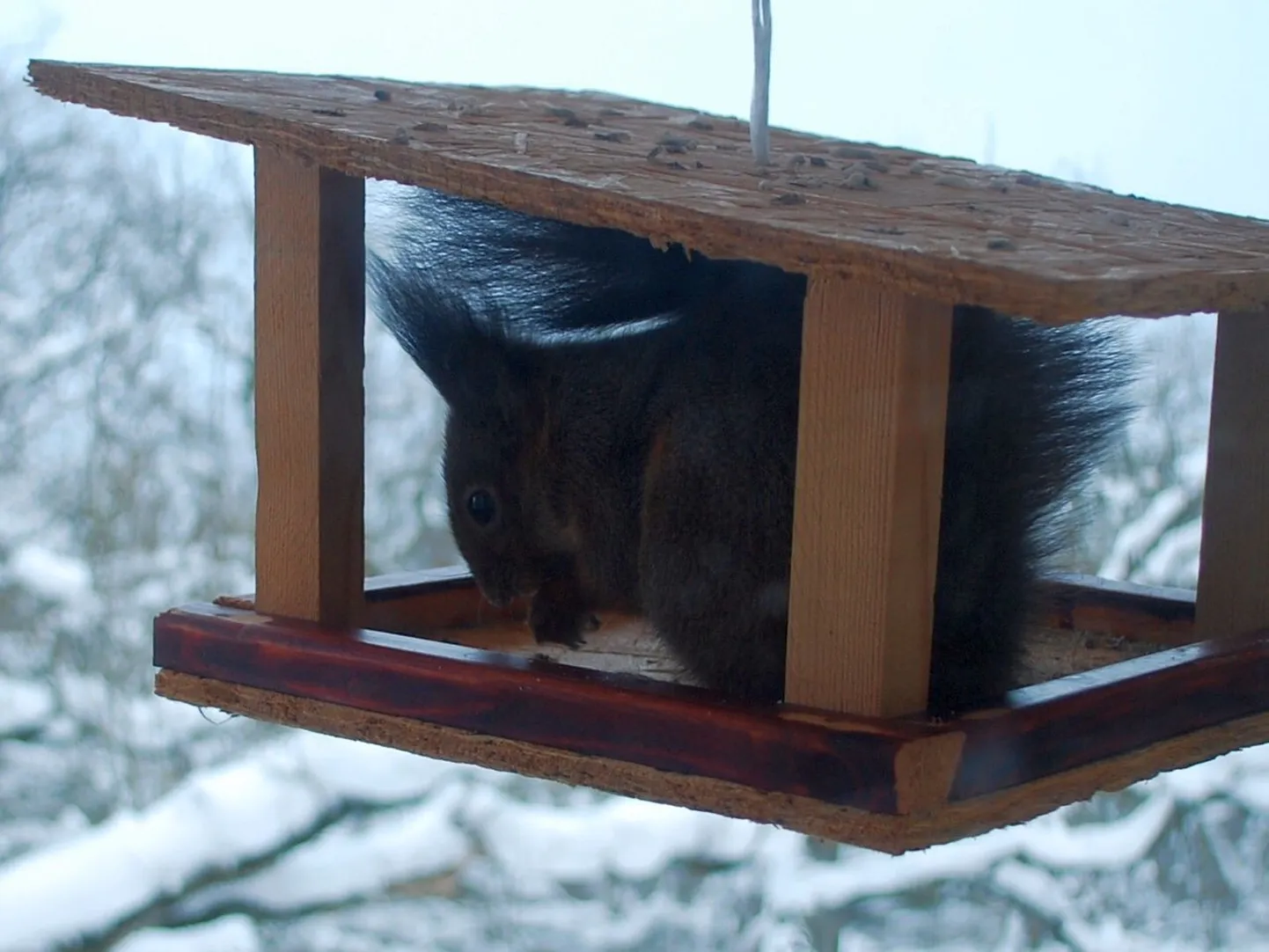 Orav lindude söögimajas.