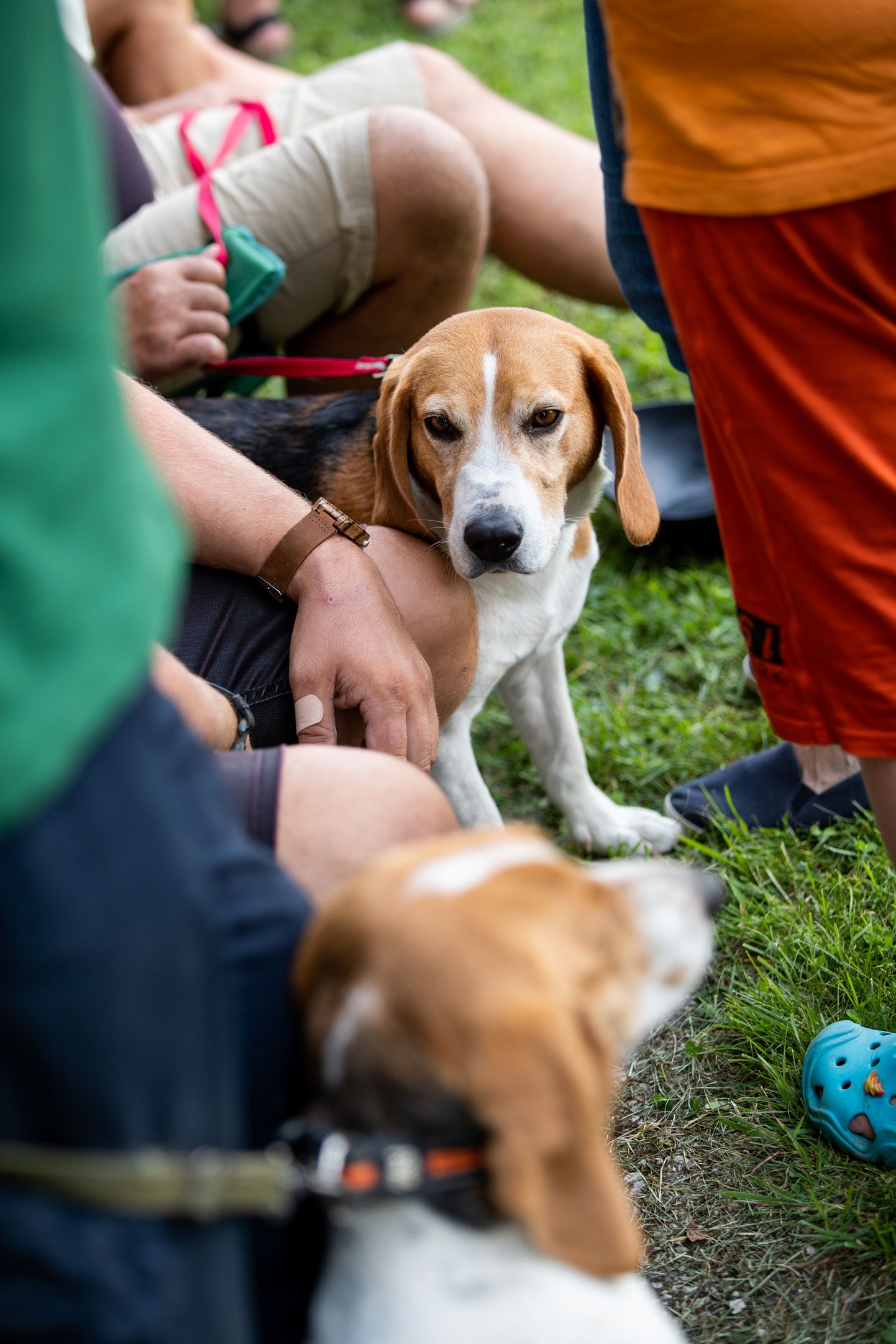 Eesti hagijas tahab saada rahvusvaheliselt tunnustatud koeratõuks.