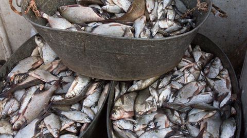 Департамент выявил эпизоотию на рыбоводческой ферме в Пайде