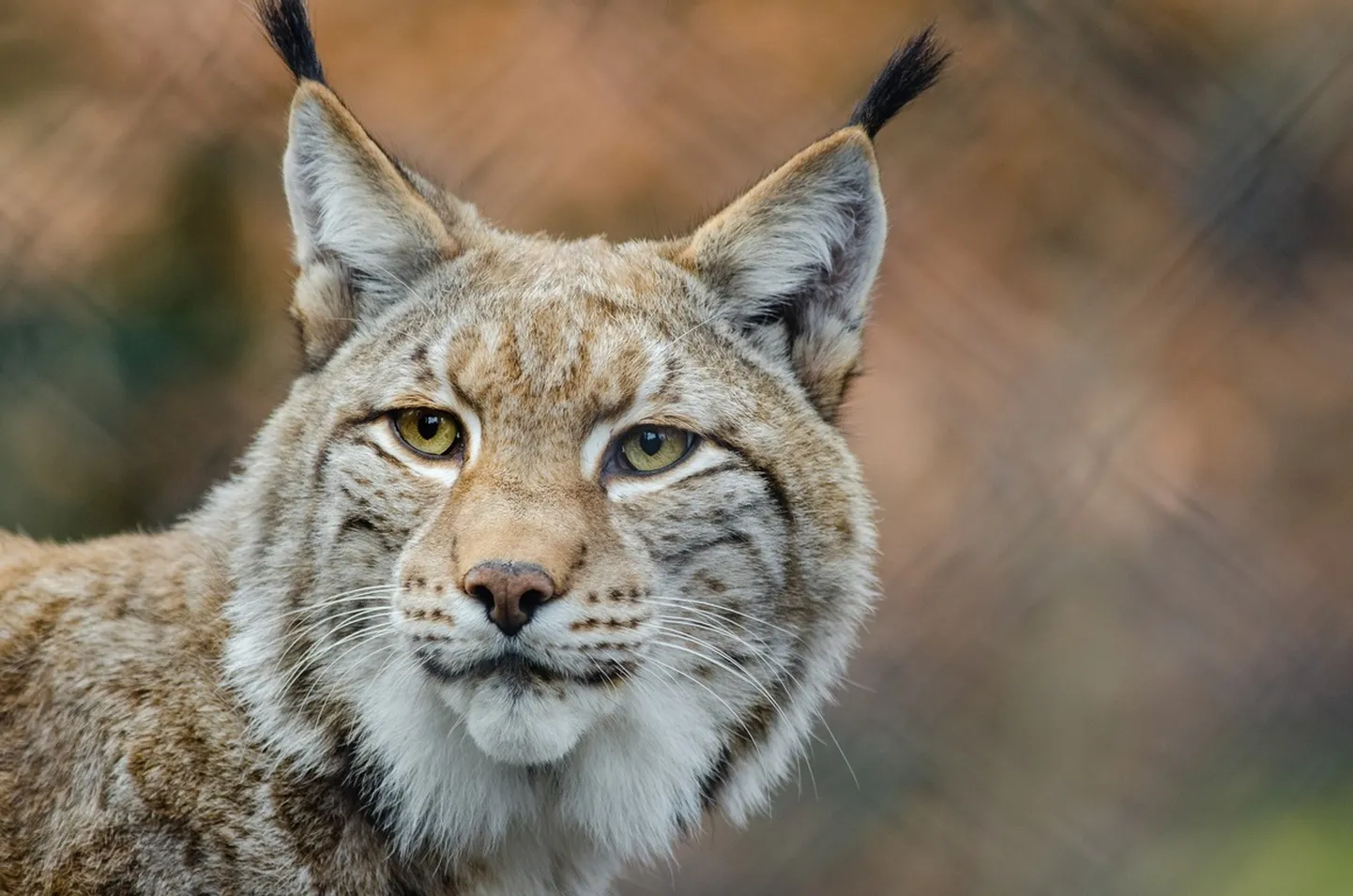 Ilves. Foto on illustratiivne.
