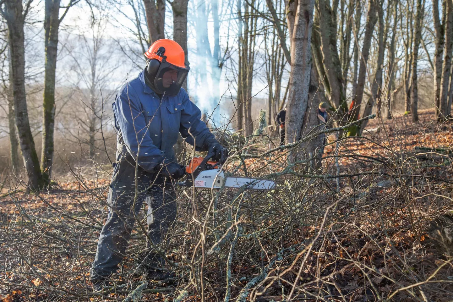 Viljandi Linnahoolduse töömehed on sügisest saadik Huntaugu ja obeliski vahel terviseraja lähedalt võsa maha võtnud.