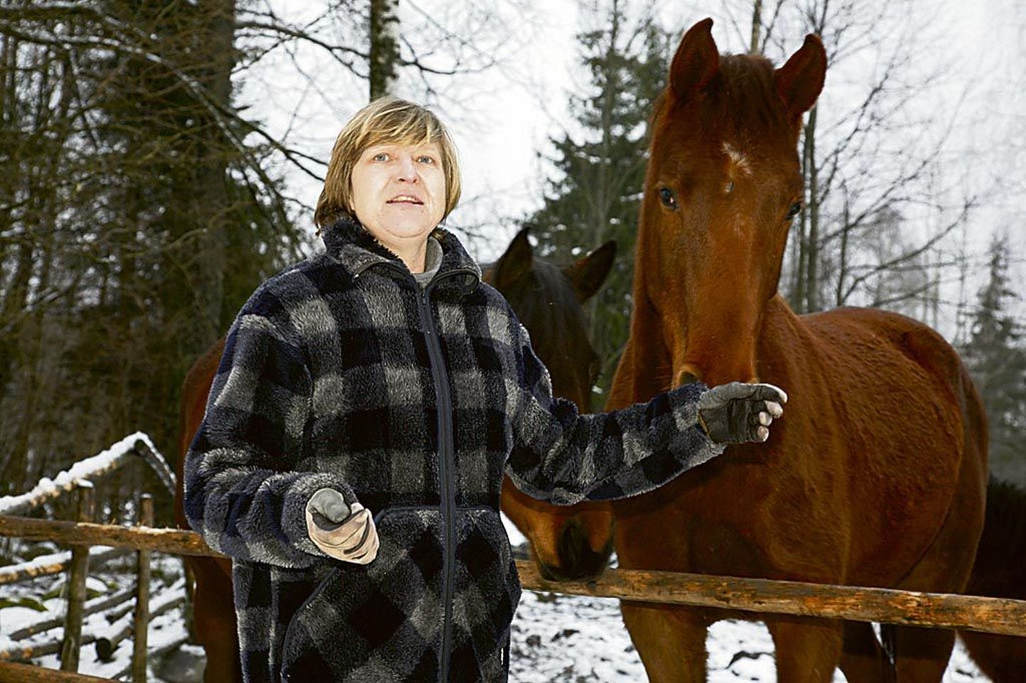 Suuremurru talu perenaine Vilve Tammearu, ratsasportlane ja treener, kes on armunud Trakeeni tõugu hobustesse.