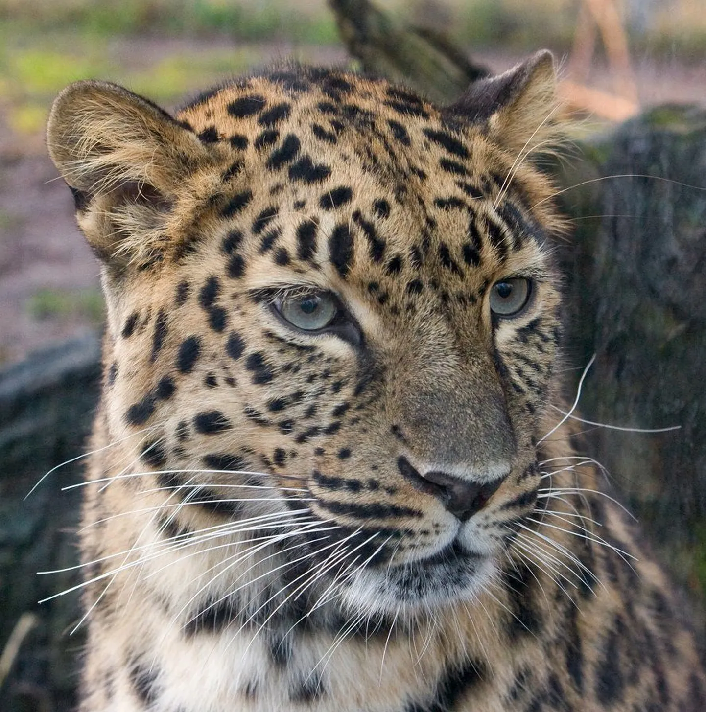 Amuuri leopard Darla.