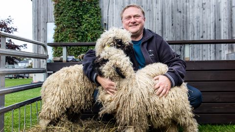 Saaremaa oma lammas Shaunid: Bob ja Björn on koerahingega lambad