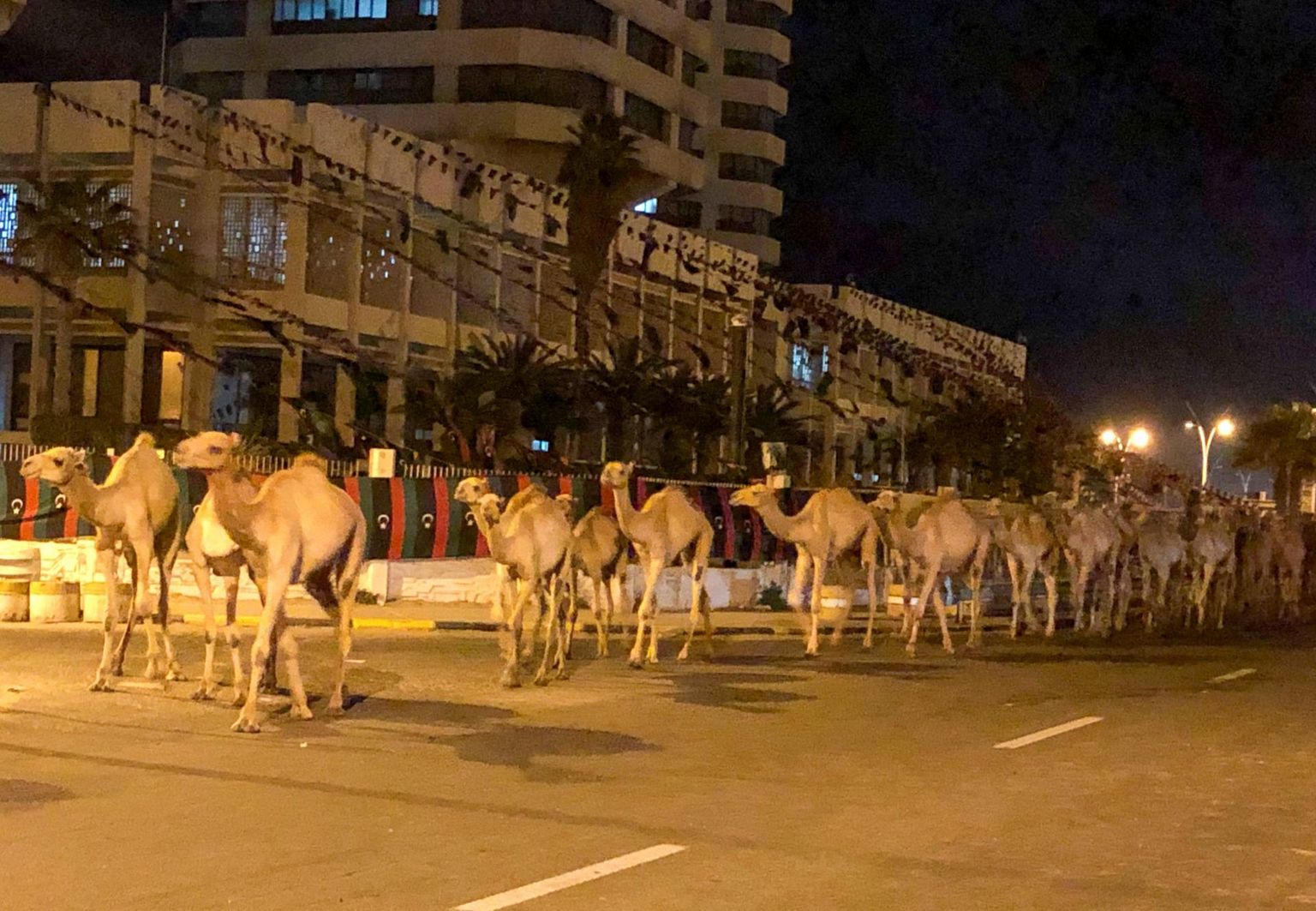3000-pealine kaamelikari kõndimas Tripoli tänavatel.