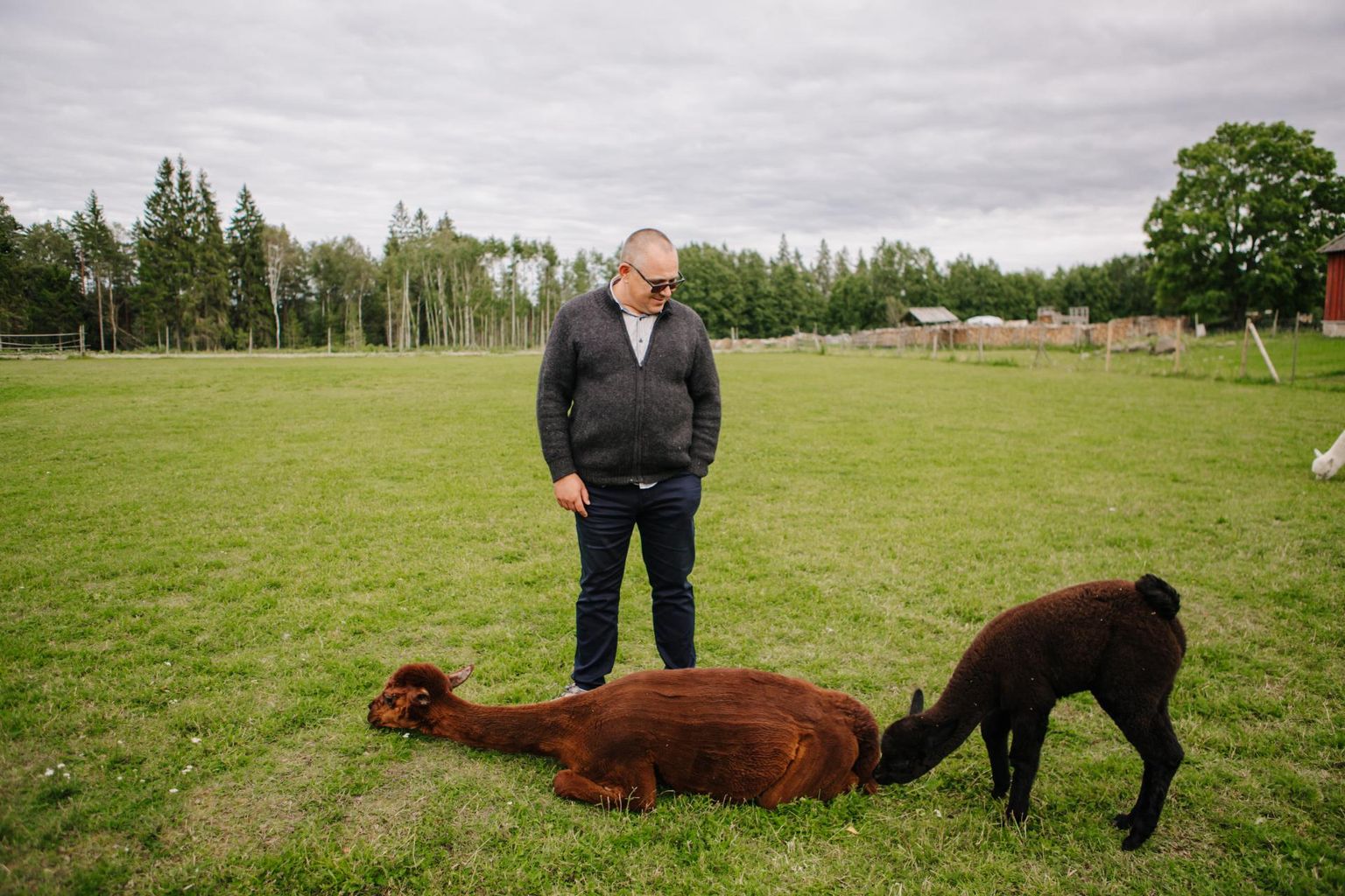 Wile Alpaca Farmi peremehe Imre Heinsaare jalge ees lamab alpaka, kes oma kriale ehk järglasele sugugi piima anda ei taha.