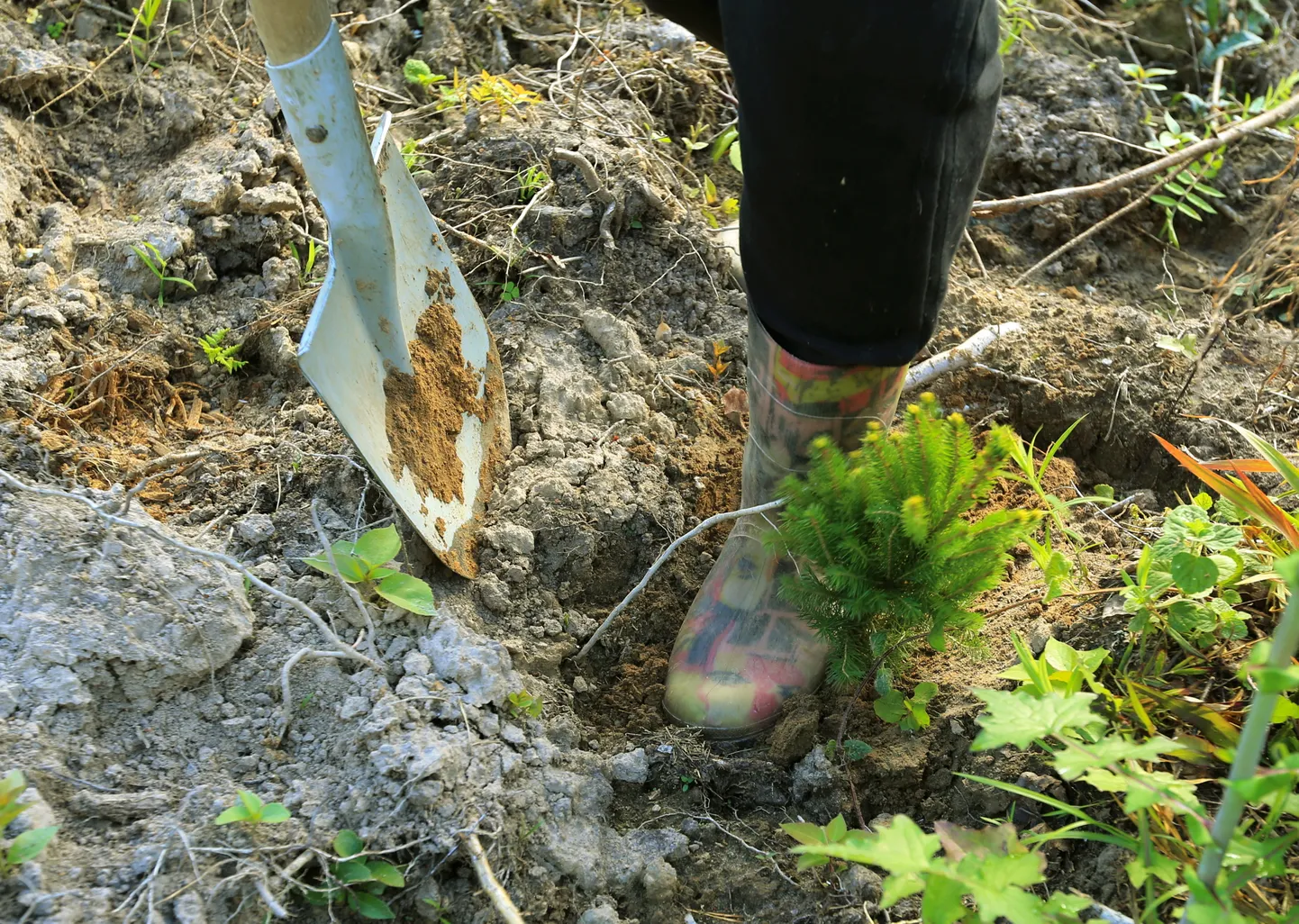 Selle asemel, et teenust sisse osta, istutavad paljud metsaomanikud tänavu uued puud ise  oma metsa.
