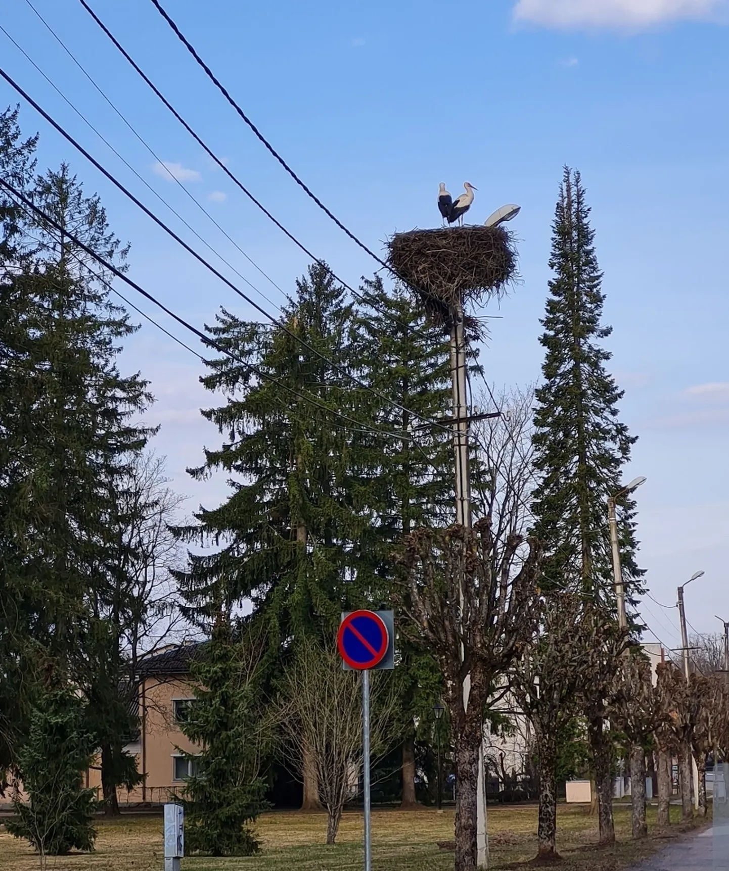 Artikli foto