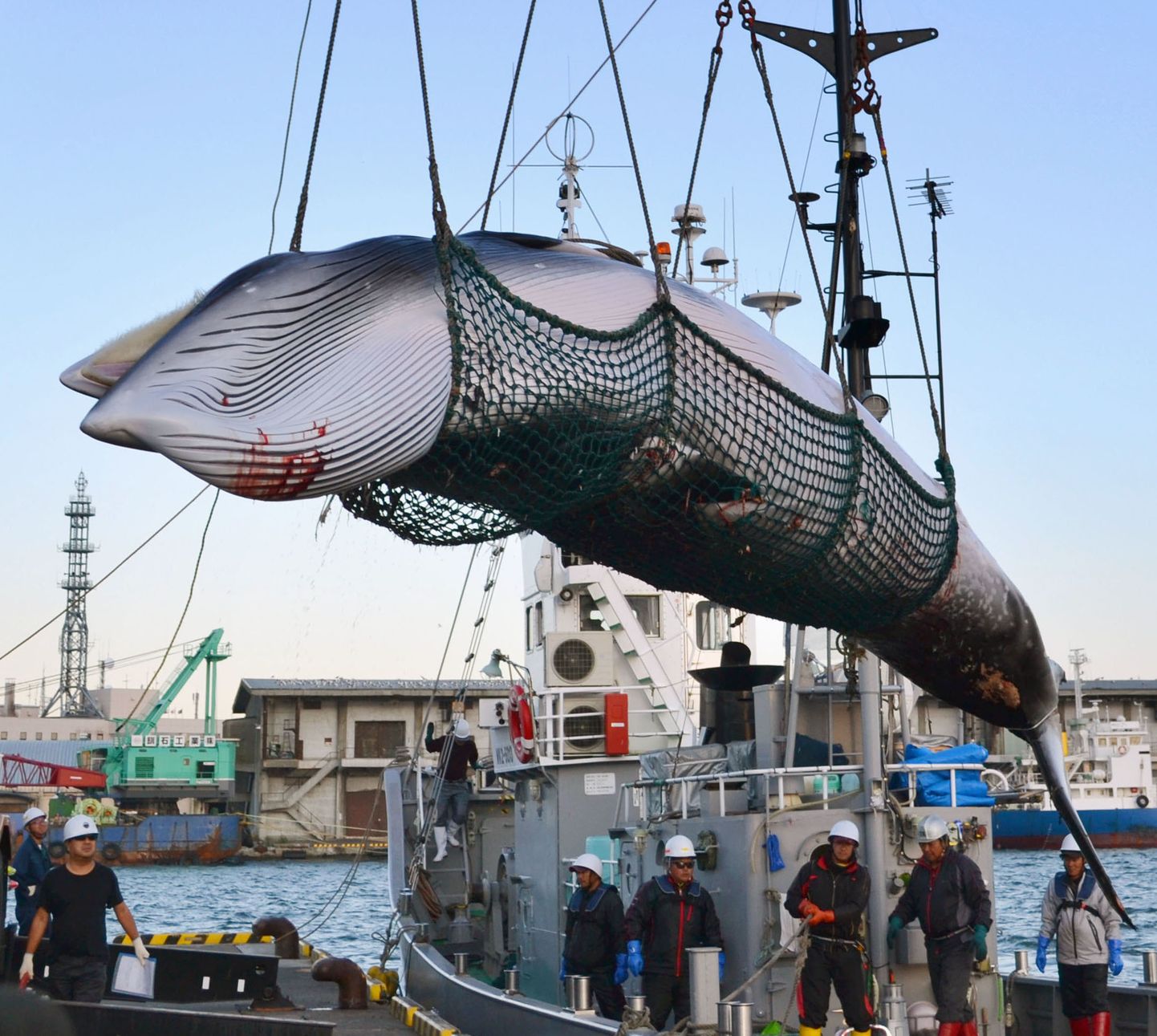Vaalapüüdjad Hokkaidol, Kushiro sadamas.